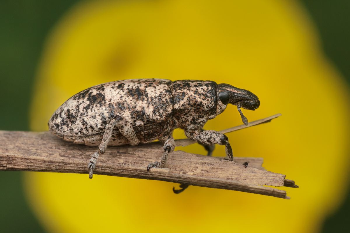 IMG_2029_copy_copy1200