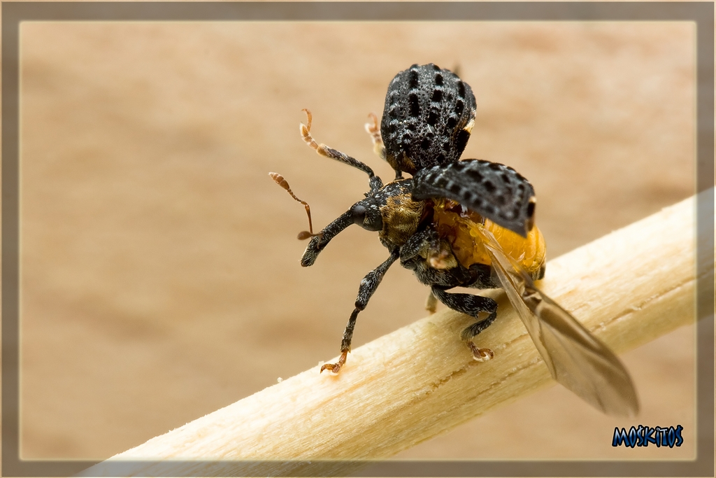 IMG_3624_filtered_cc