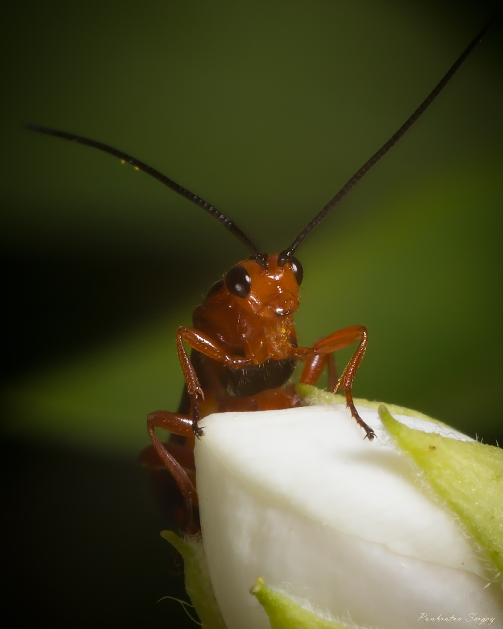 IMG_6232ps_sRGB_small_