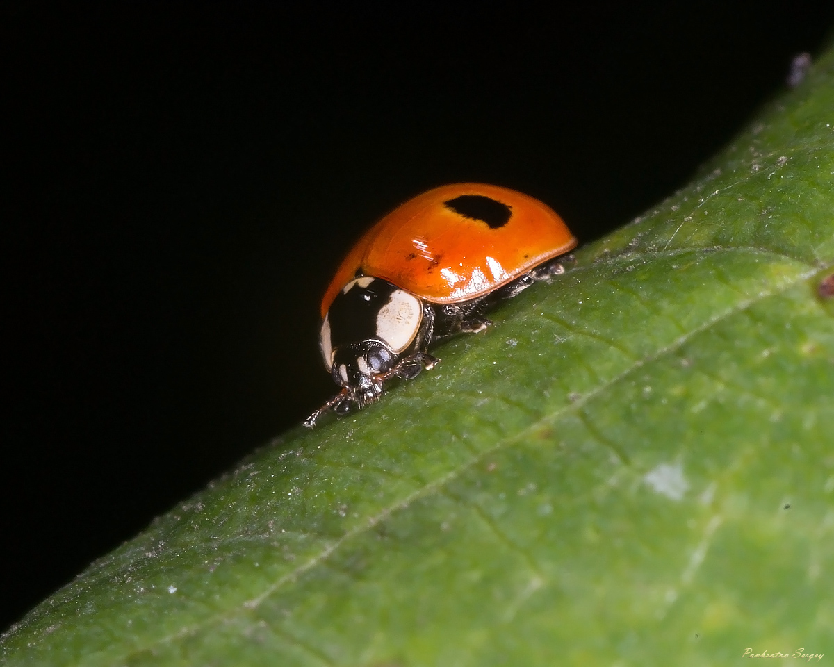 IMG_6270ps_sRGB_small_4