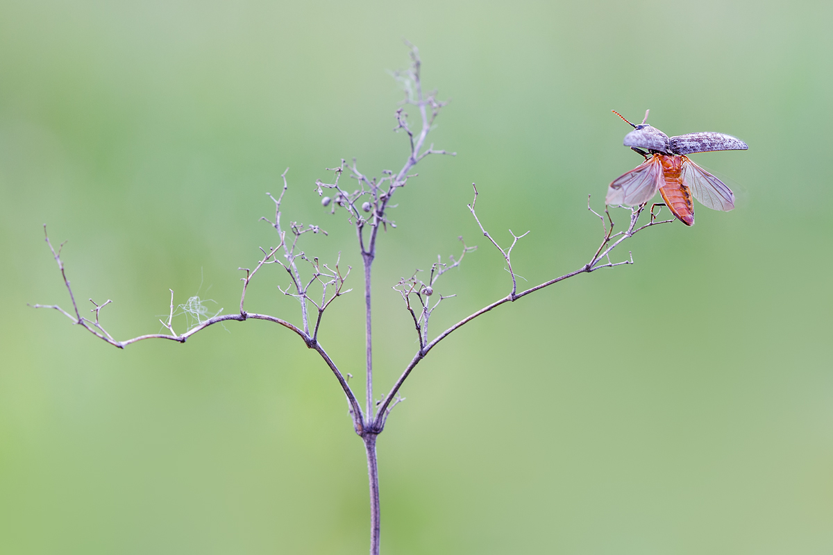 IMG_9800-3-Edit-Edit