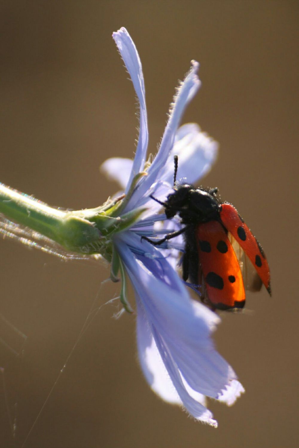 LRM_EXPORT_20170423_194924-1126x1689