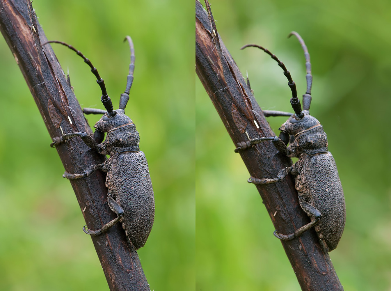 Lamia_textor_stereoc