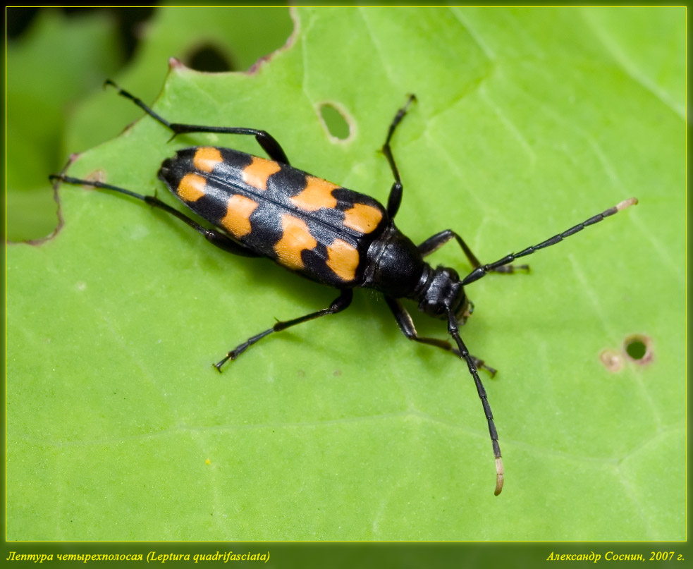 Leptura_quadrifasciata_DSC2638