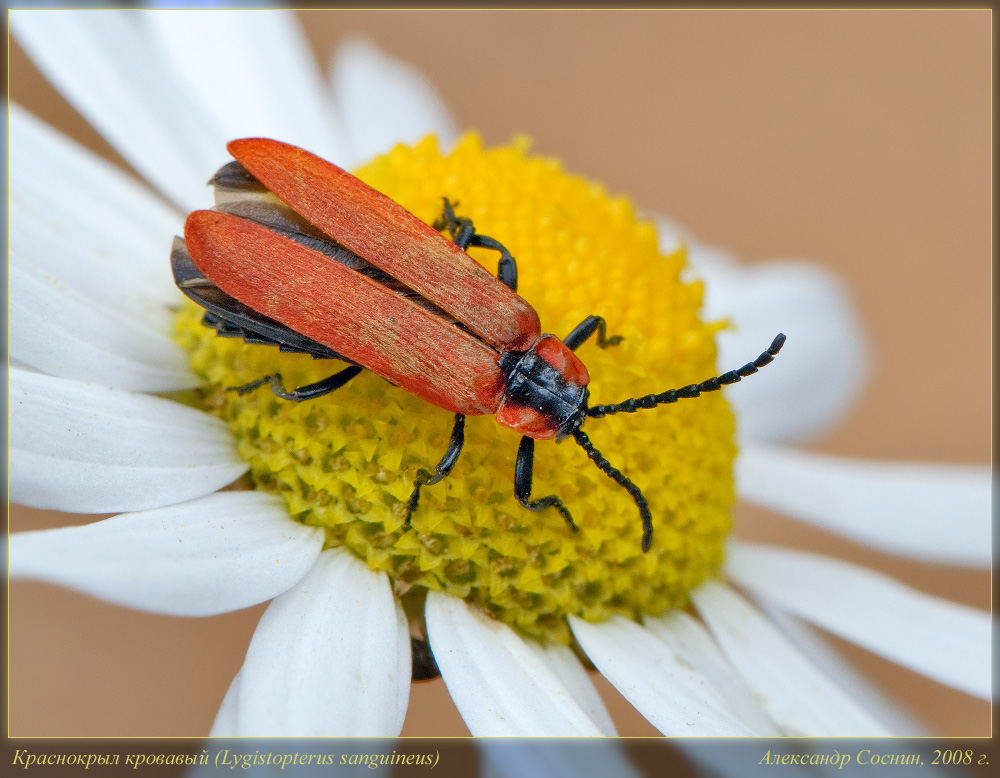 Lygistopterus_sanguineus1_DSC0477