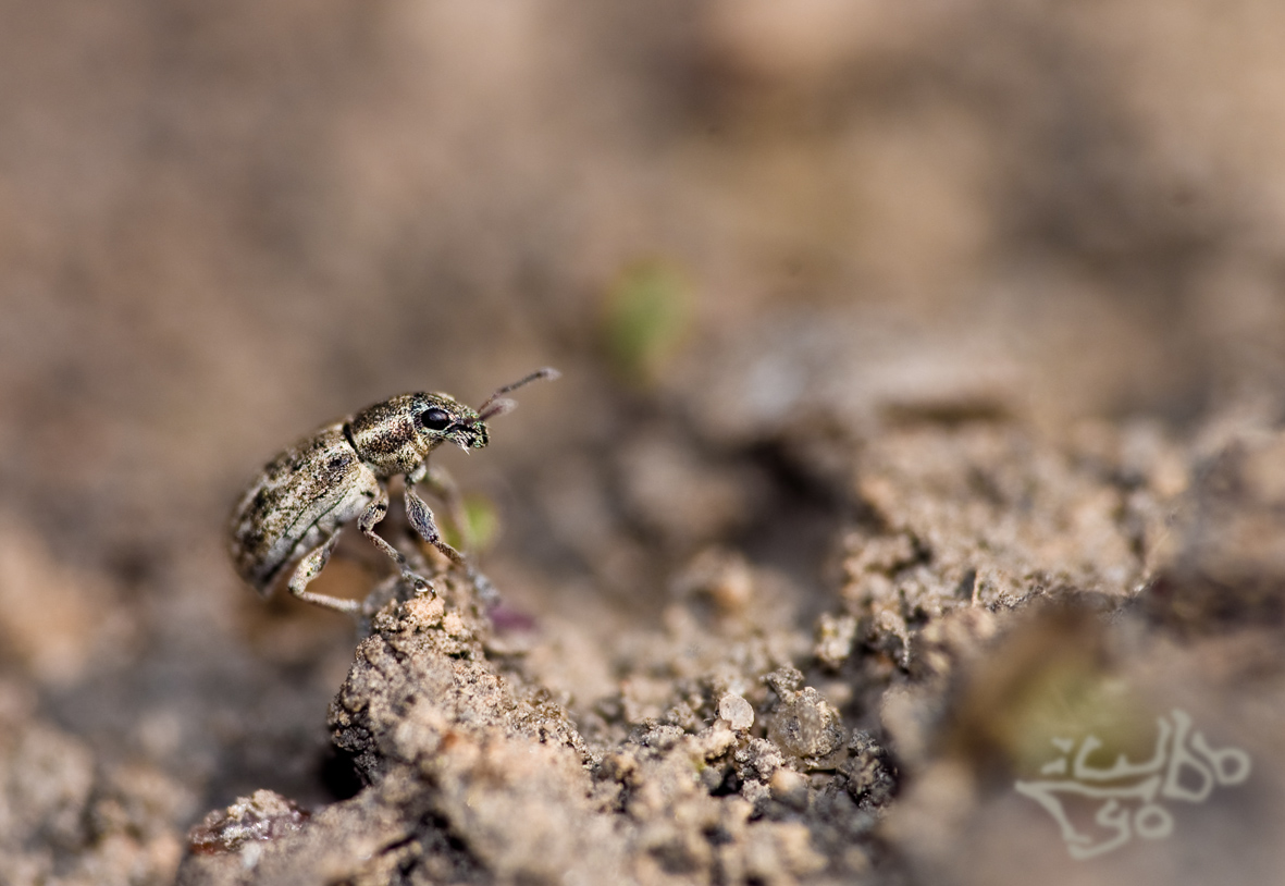 Lyo-100412-102734-1-s