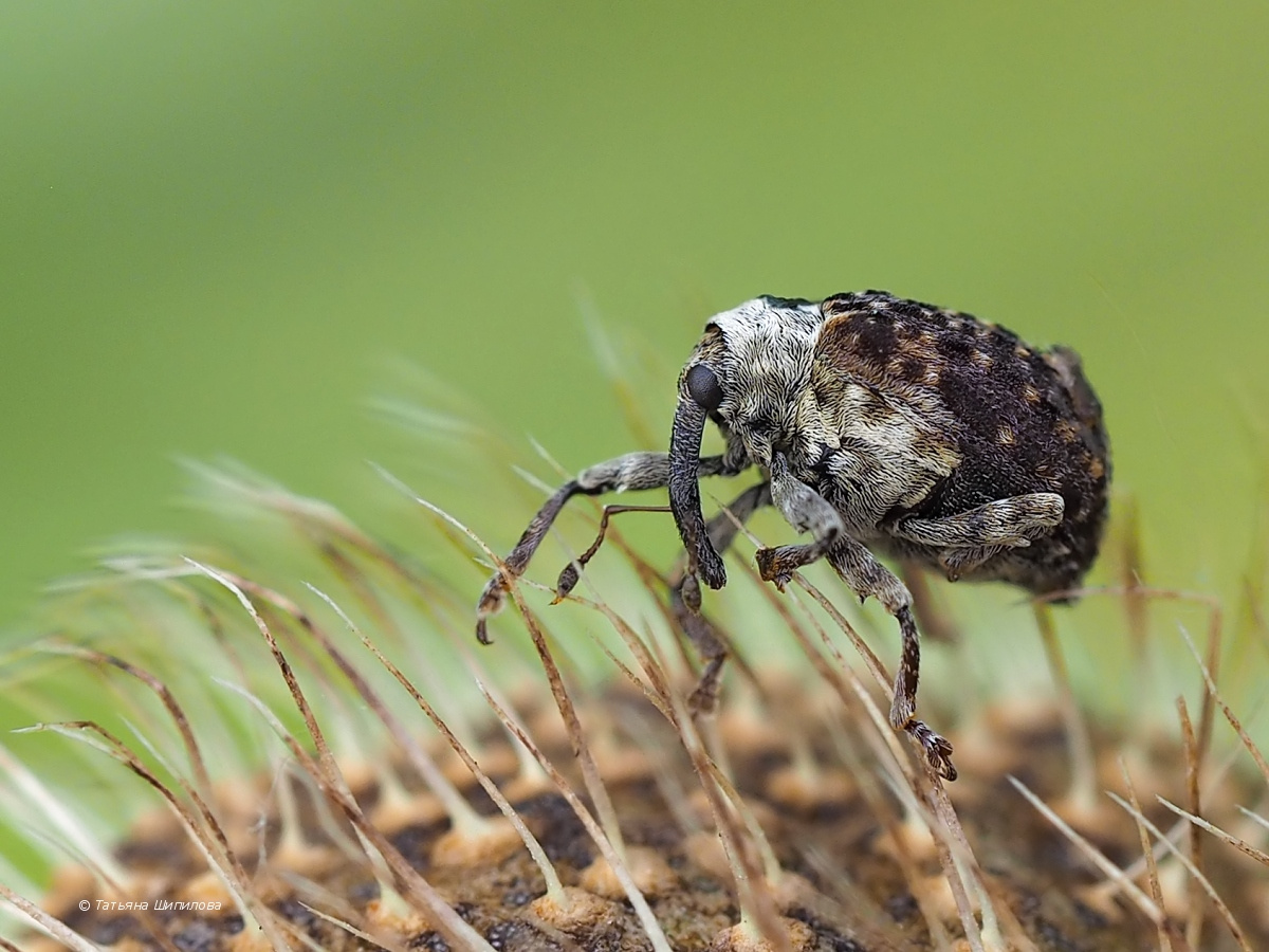 Nedyus_quadrimaculatus_2018-06-03_12-38-49_2_