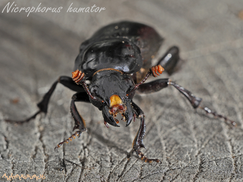 Nicrophorus-humator2