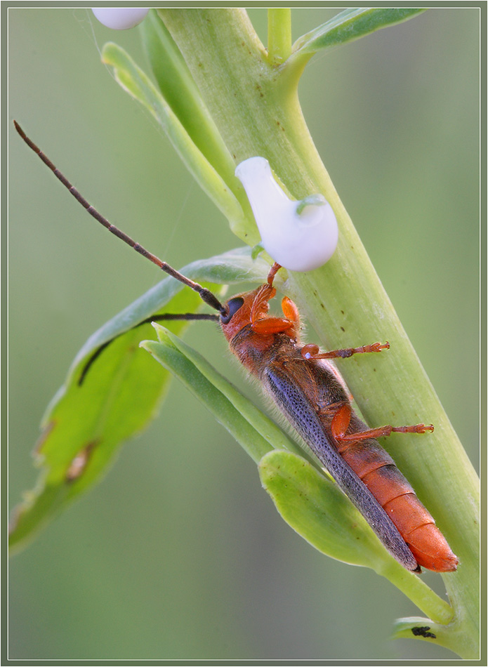 Oberea_erythrocephala