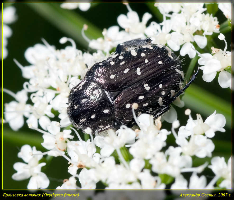 Oxythyrea_funesta_DSC2093
