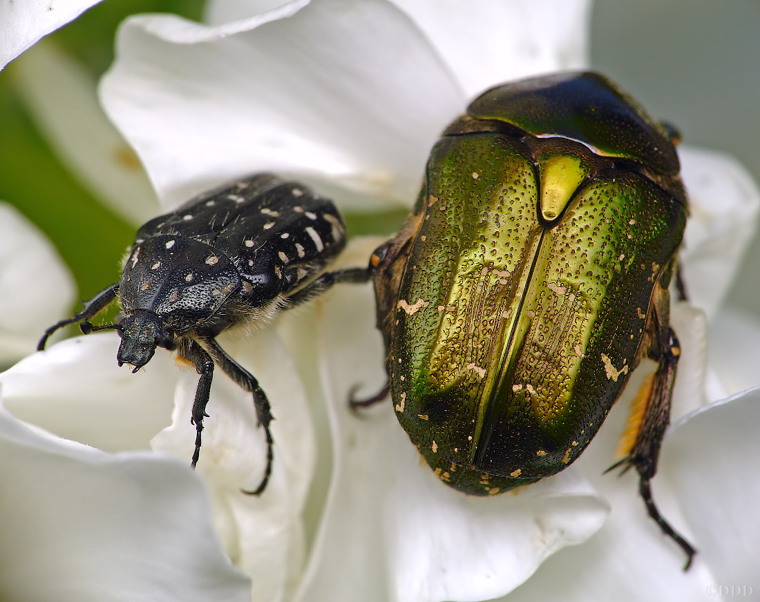 Oxythyrea_funesta_Protaetia_metallica