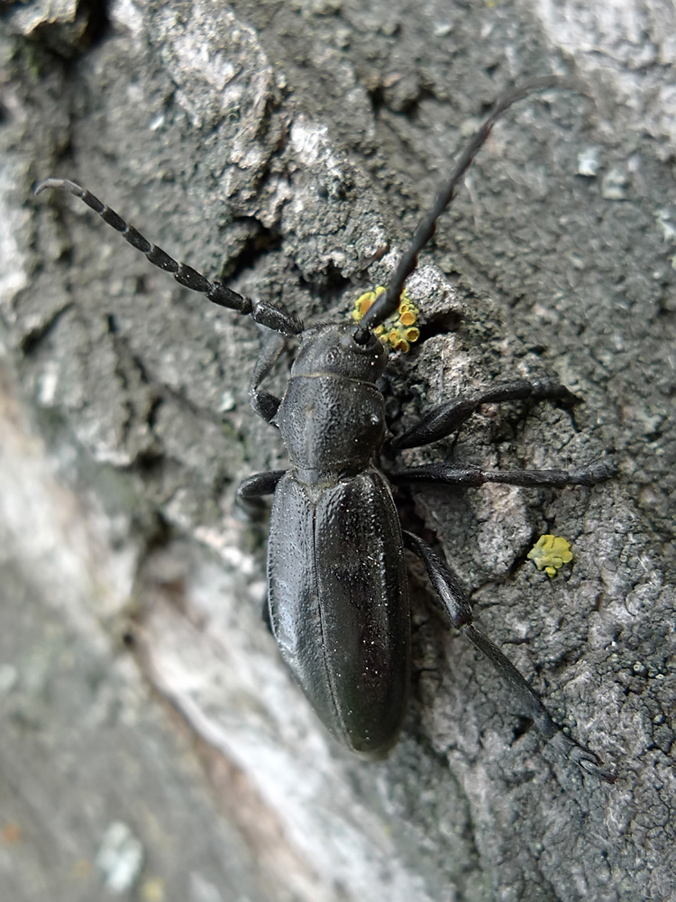 P1010959-_-Dorcadion_Carinatodorcadion_carinatum_Pallas_1771