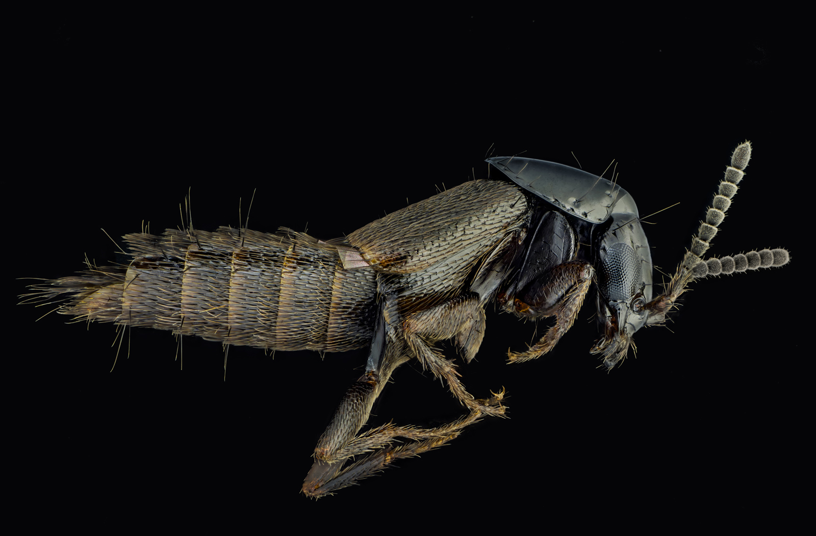 PMax-Dmap-4841-5024-1600px-EF