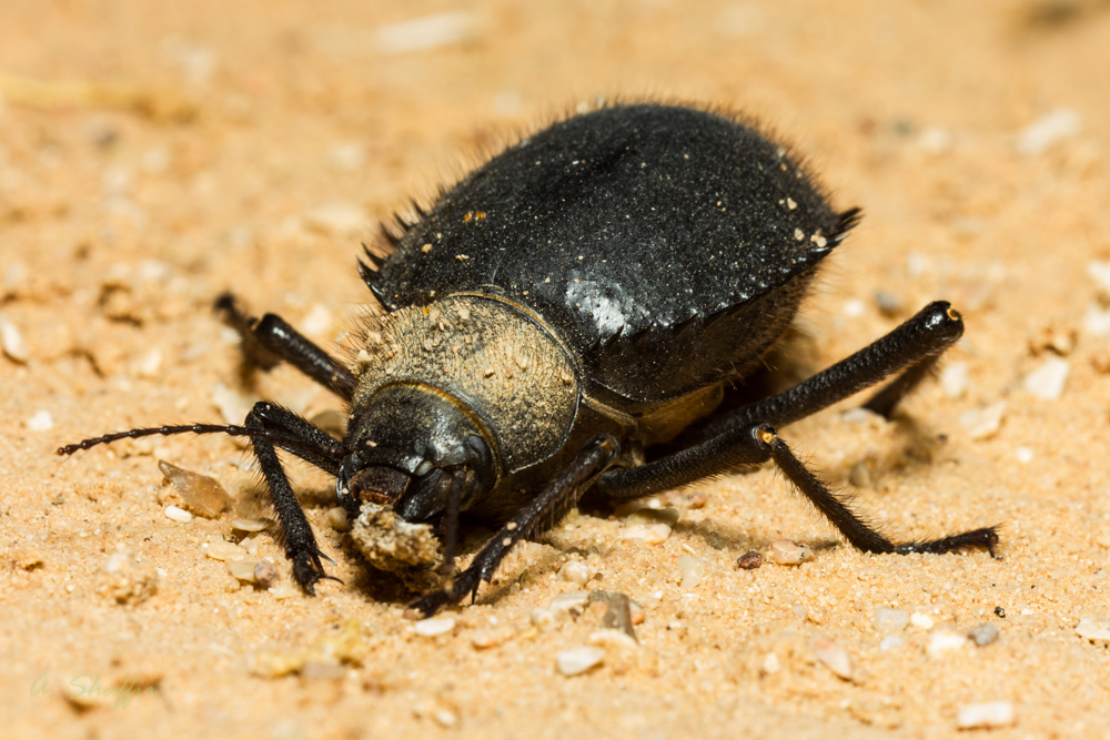 Prionotheca_coronata