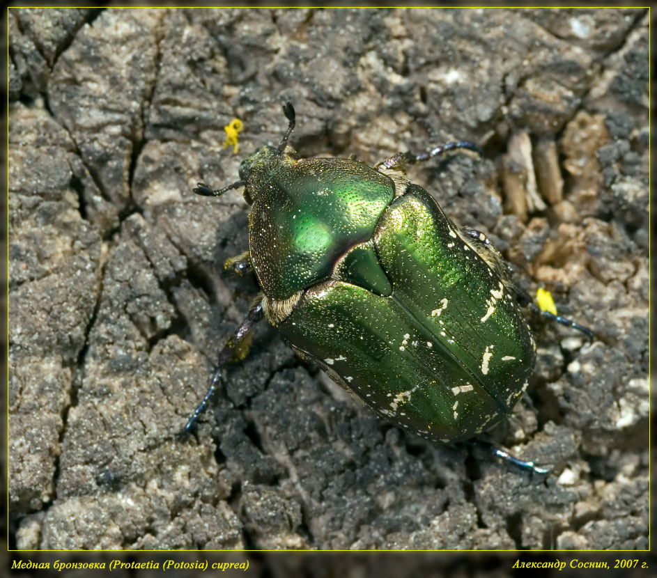 Protaetia_Potosia_cuprea_DSC0253