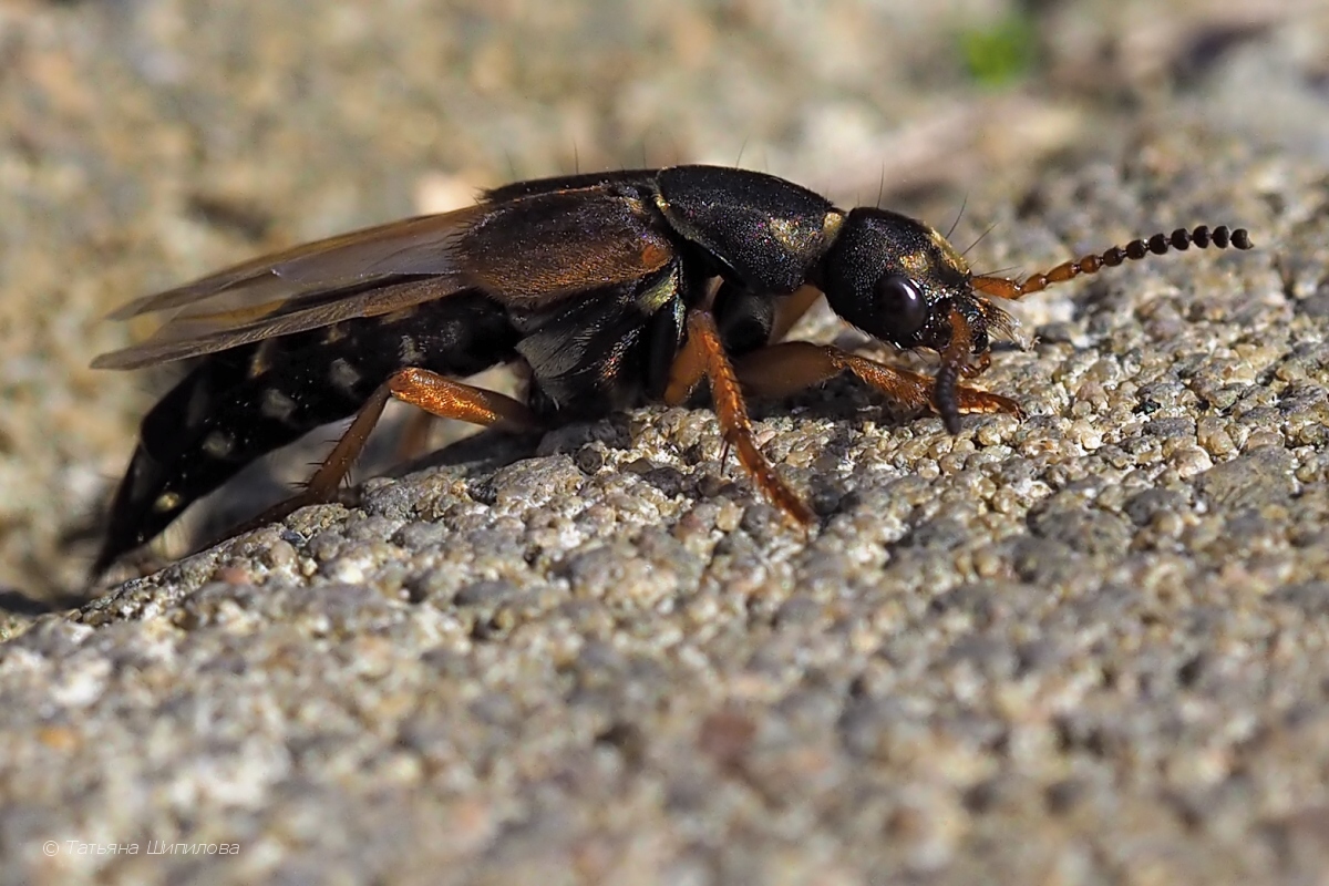 Staphylinidae_Staphylinus_caesareus_2017-09-18_12-08-34_40