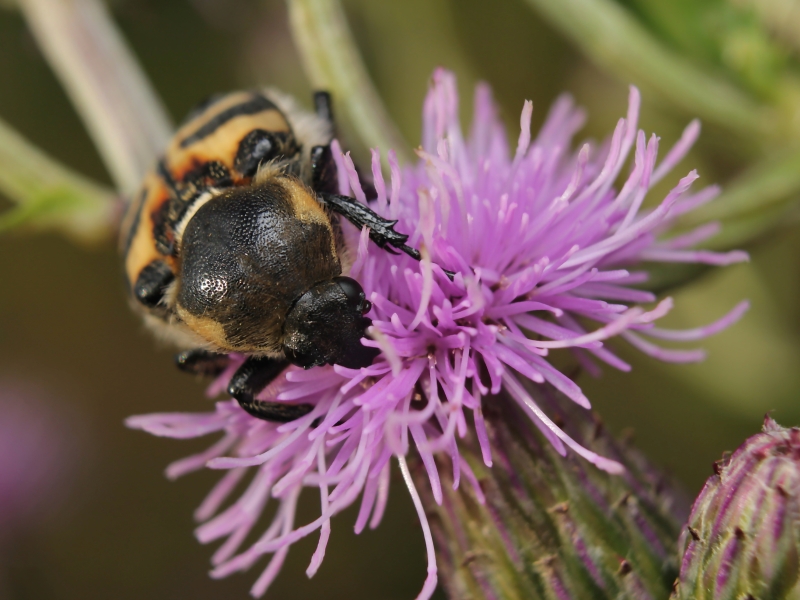 Trichius_fasciatus_2