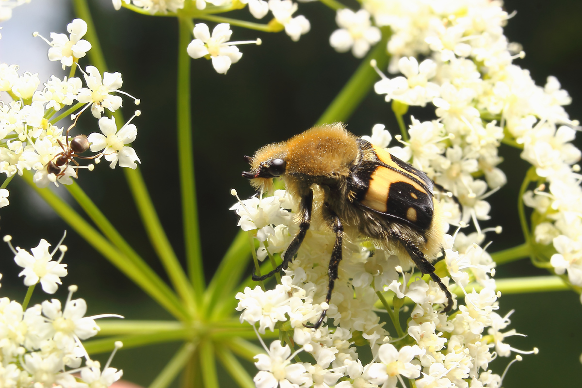 Trichius_fasciatus_3