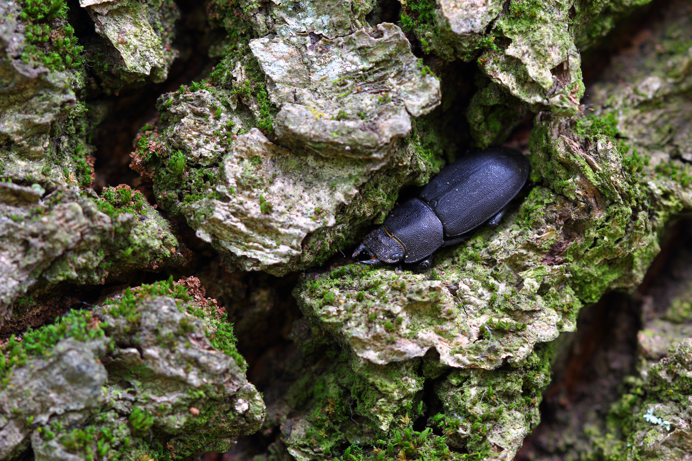 V_moguchem_dube_zatayas