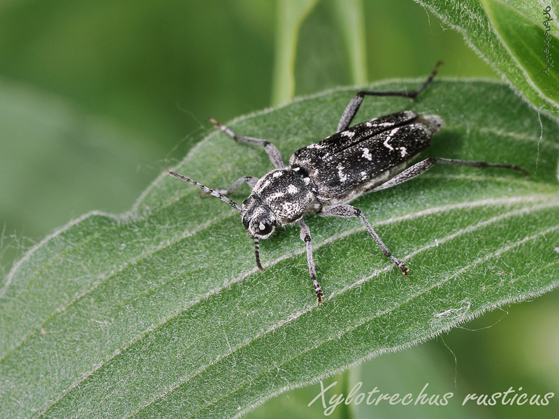 Xylotrechus-rusticus2