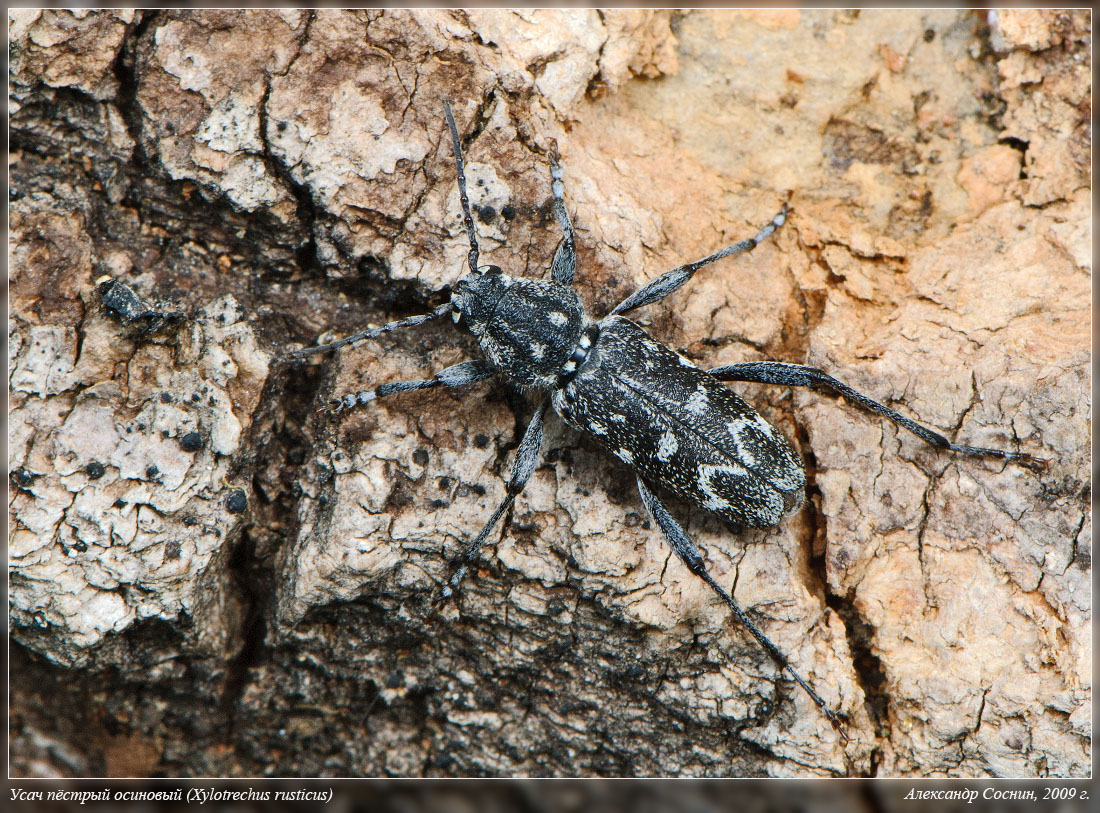 Xylotrechus_rusticus