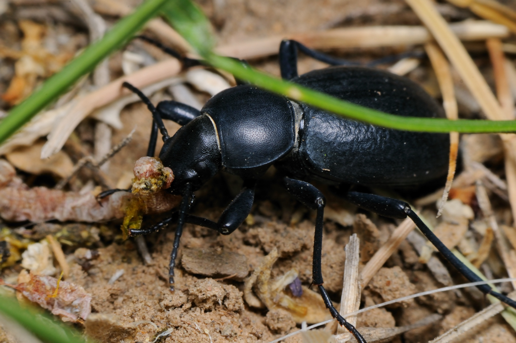 ahtuba_2009_macro_249-s