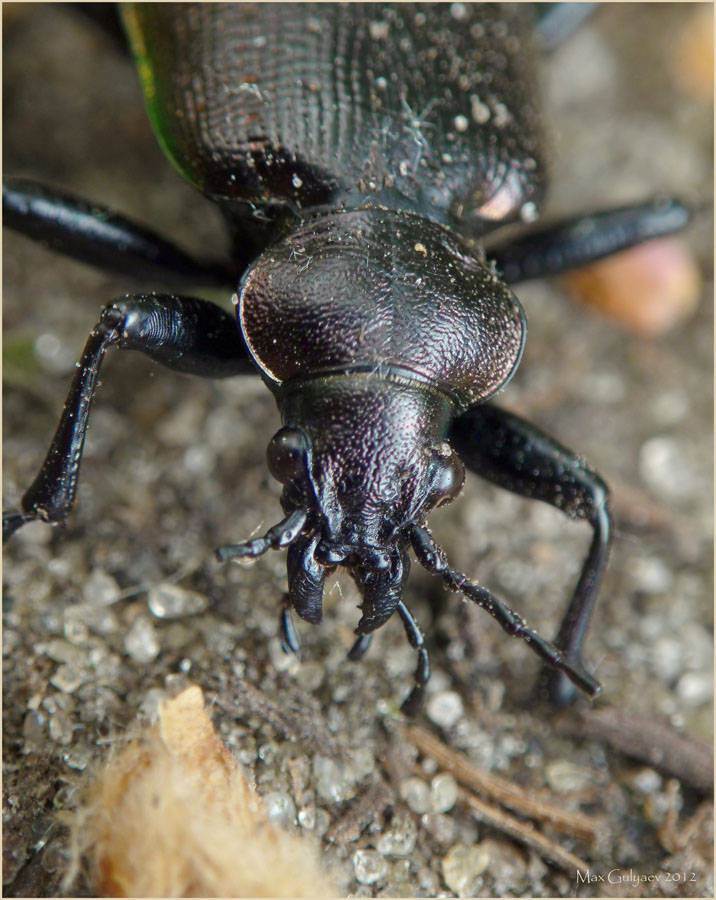 calosoma_01_web