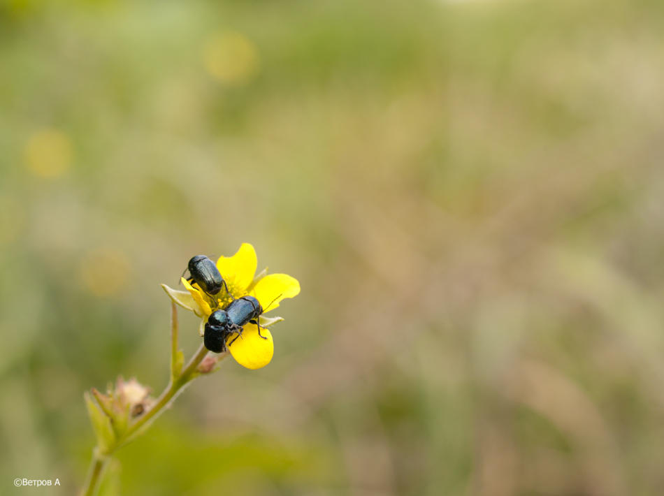 da_ne_smotryu_ya_ne_smotryu-res