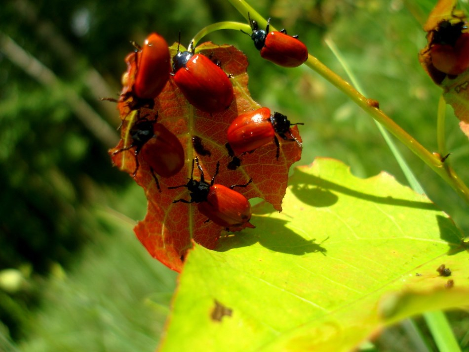 editor_1504026663_Y7uwacE