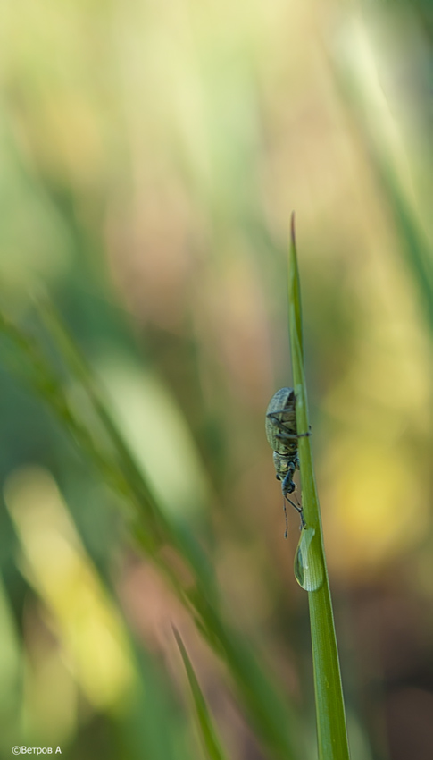 kakaya_ty_kaplya-res