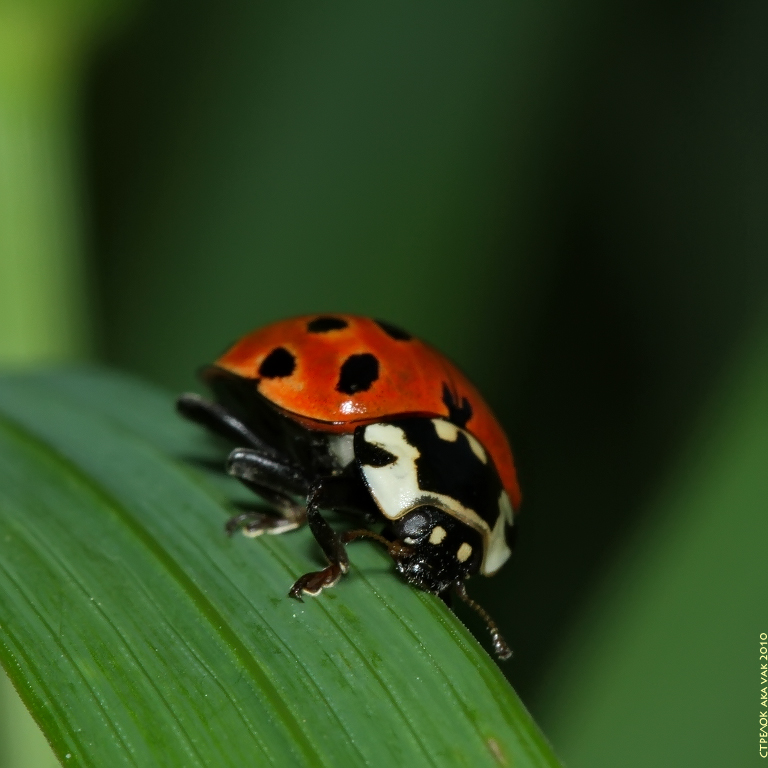 ladybird4