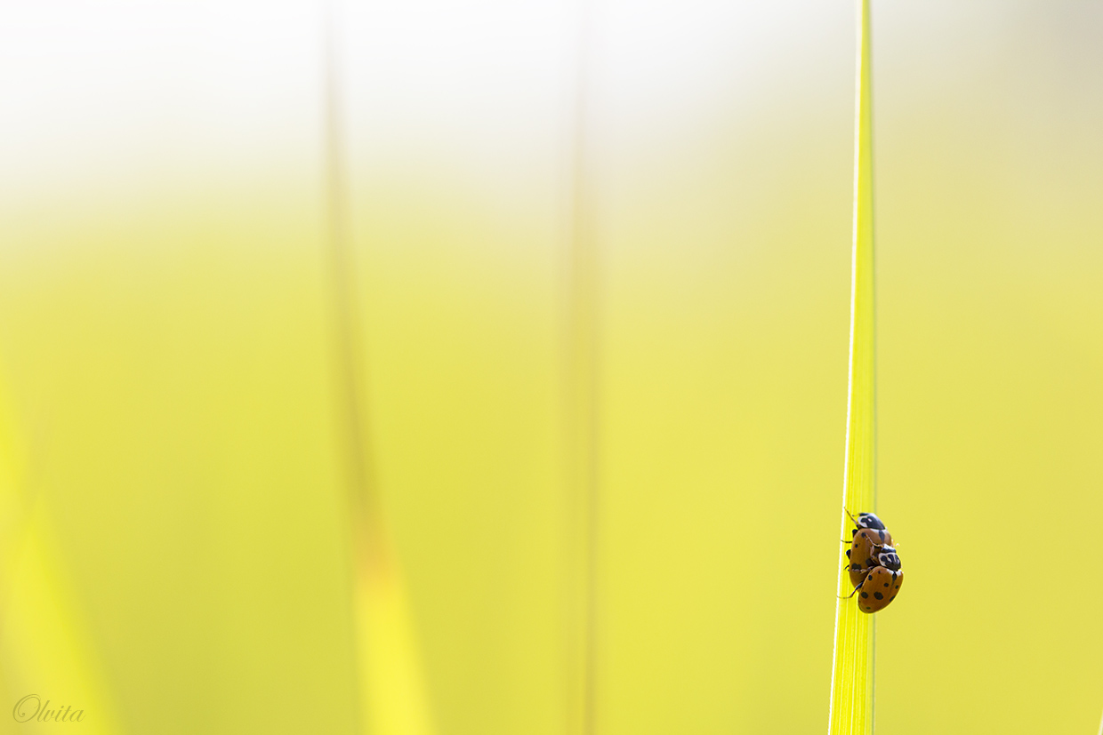 ladybugs_in_green_grass