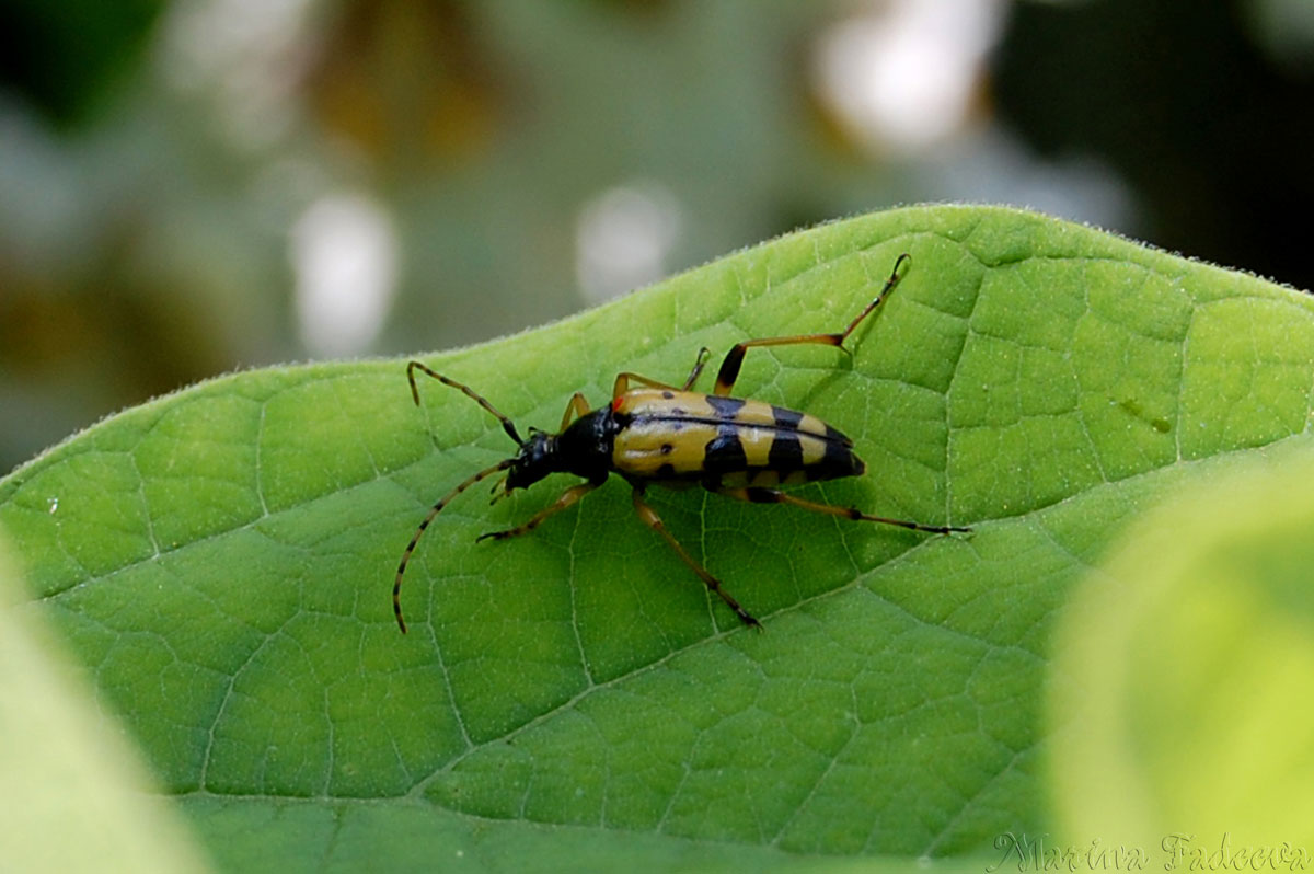 leptura_quadrifasciata