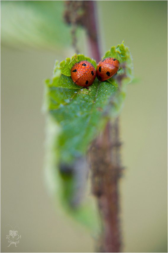 lyubov_eto_byt_vsegda_ryadom-res