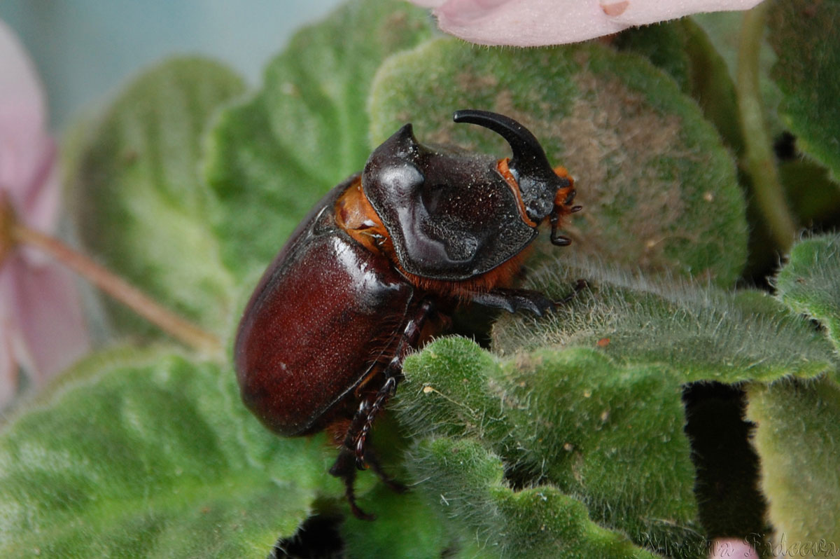 oryctes_nasicornis_21