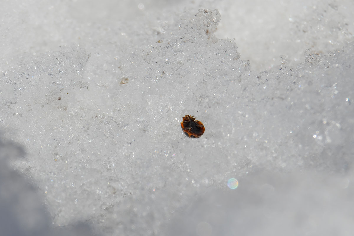 p20130030801x1200