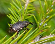 0-DSC_5242.jpg