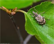 0-DSC_5309.jpg