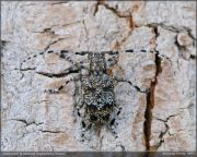 Aegomorphus_clavipes.jpg