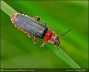 http://macroclub.ru/gallery/data/508/thumbs/Cantharis_fusca_DSC8333.jpg