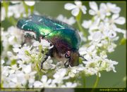 http://macroclub.ru/gallery/data/508/thumbs/Cetonia_aurata_DSC2285.jpg