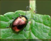 http://macroclub.ru/gallery/data/508/thumbs/Chrysolina_varians_DSC3342.jpg