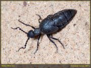 Meloe_sp_DSC0058.jpg