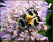 Trichius_fasciatus_DSC2558.jpg