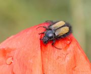 http://macroclub.ru/gallery/data/508/thumbs/amphicoma_bombyliformis.jpg