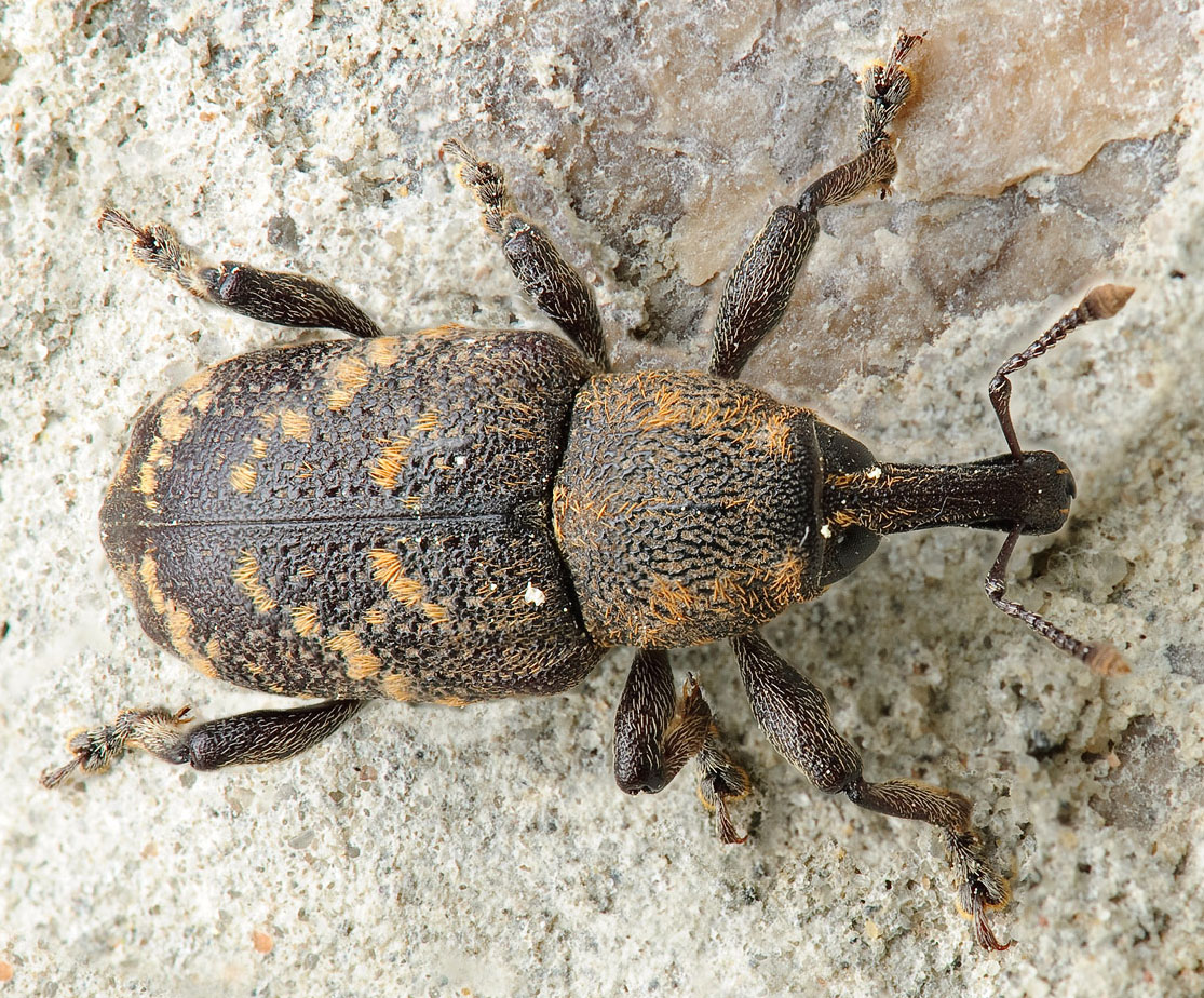 weevil02