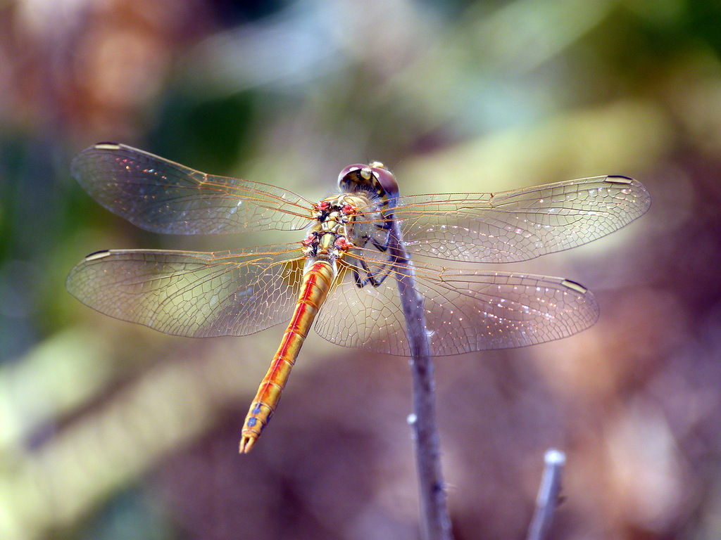 0_96ab9_7ab81a0a_XXL