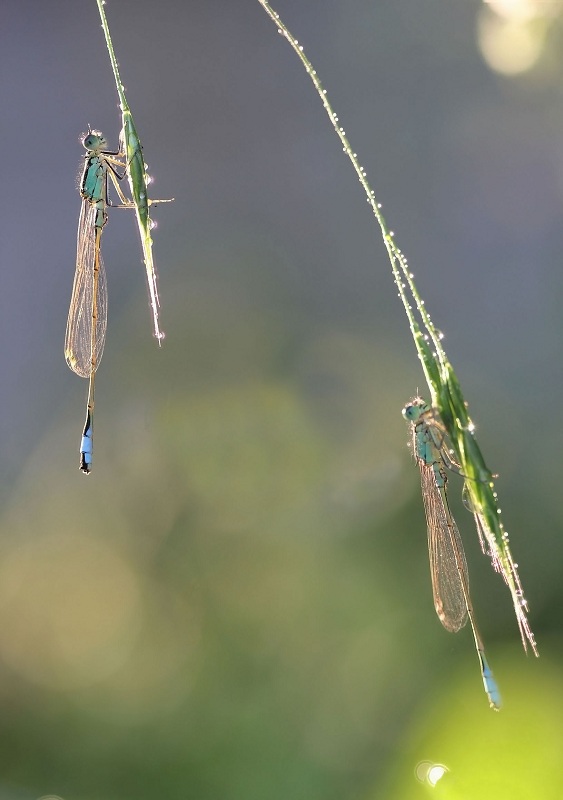 12-06-06_173723_M_A_R_8_S_4