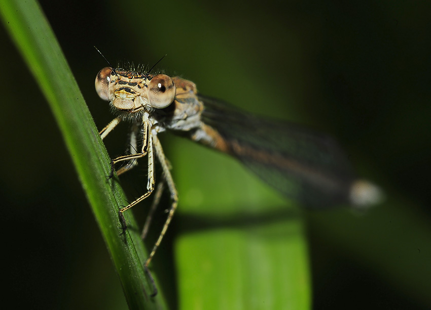 2--Sympecma-fusca_DSC3840