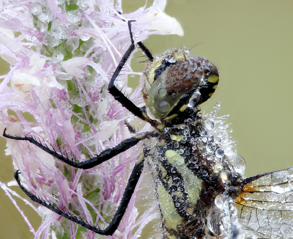 2014-09-07-13_30_15_ZS_PMax